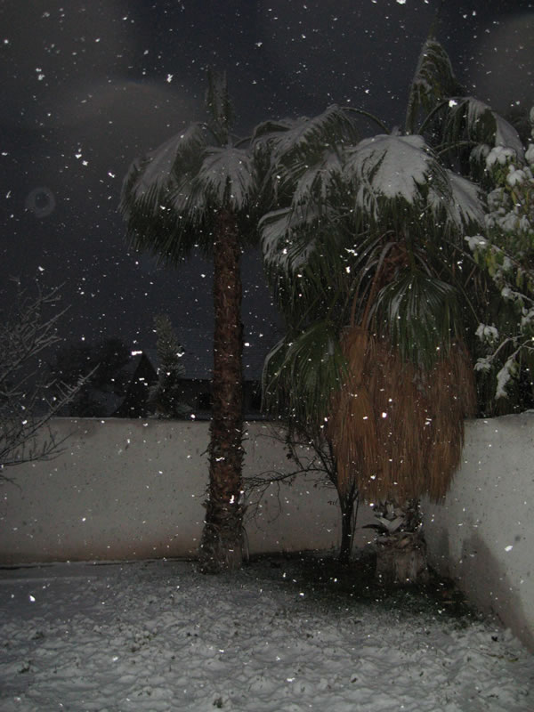 snowpalm
